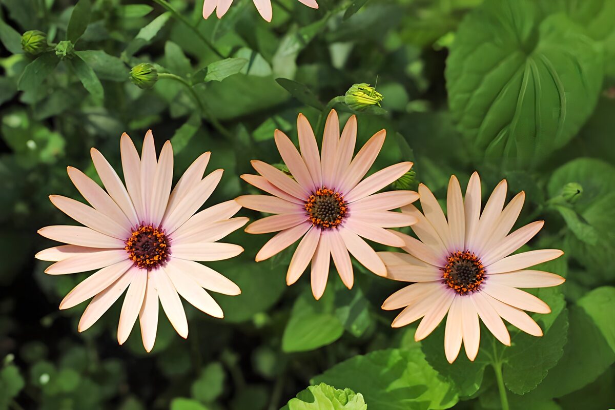 Three peach-pink daisies in soft light