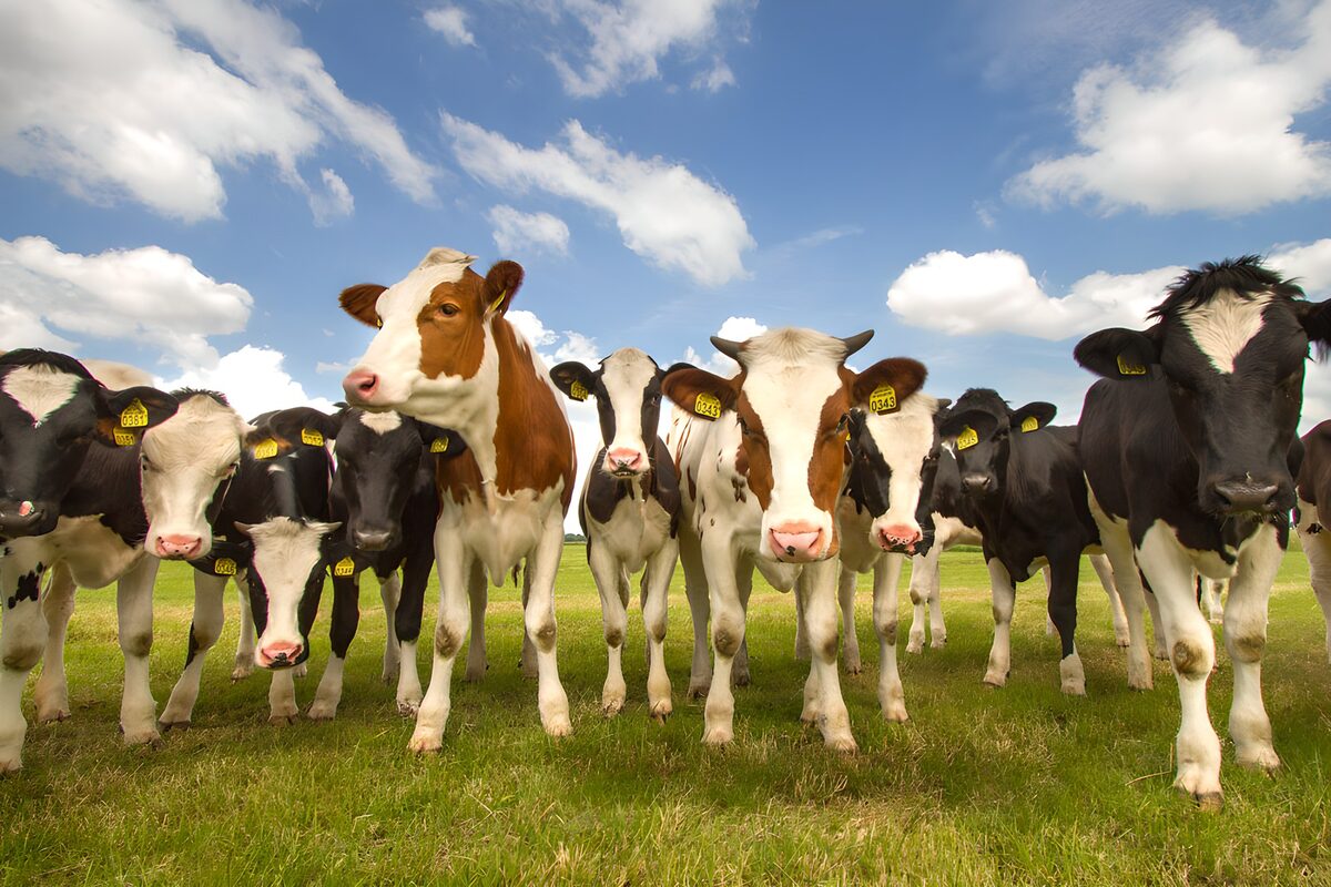 Curious cows beneath a blue sky