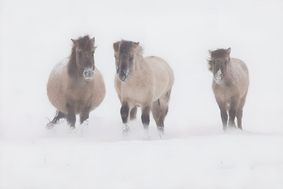 Three shaggy horses in the winter snow