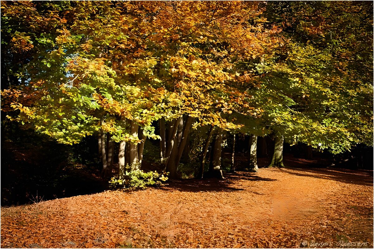 Sunlit autumn woods and a winding path