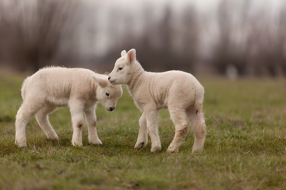 Two white lambs sharing a gentle nuzzle