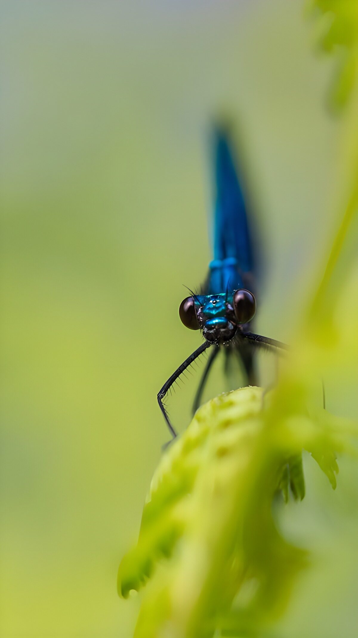 Blue damselfly in soft green foliage