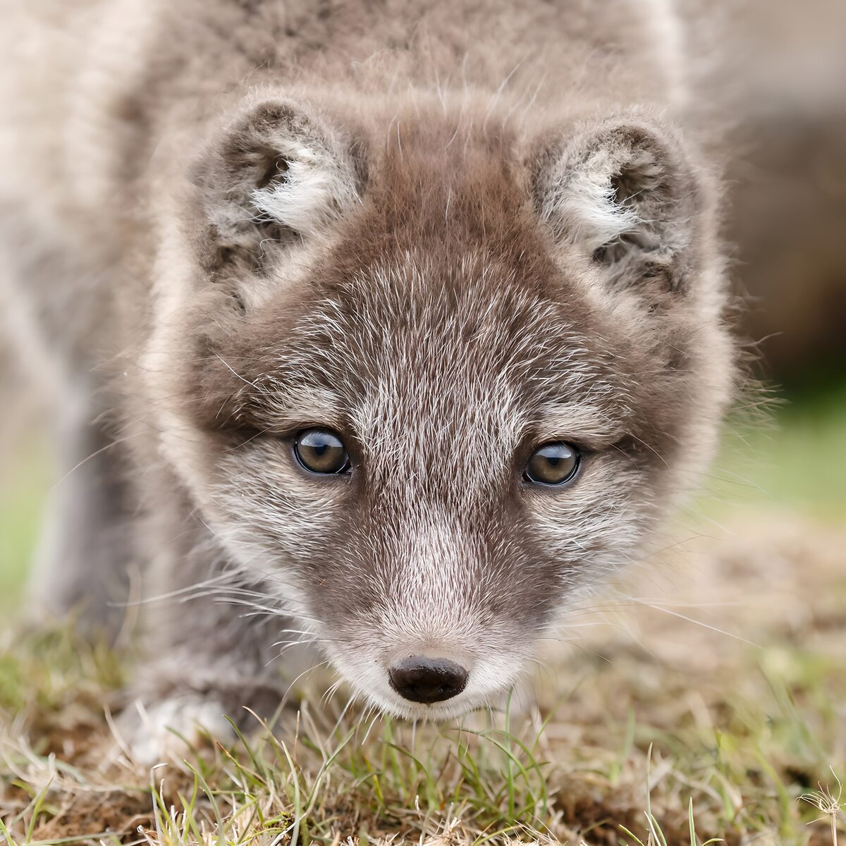 Young raccoon dog, quietly curious