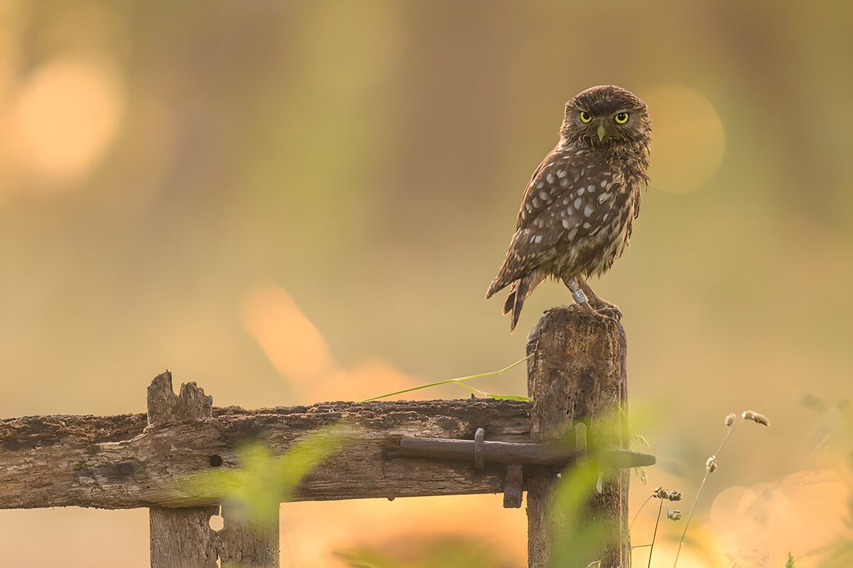 Owl on a weathered fence post