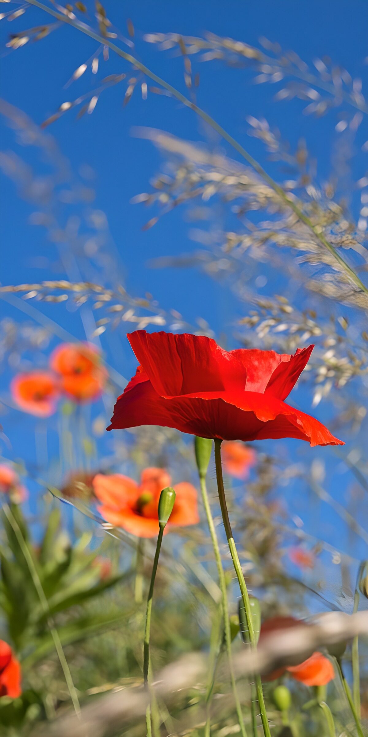 Scarlet poppies reaching for blue