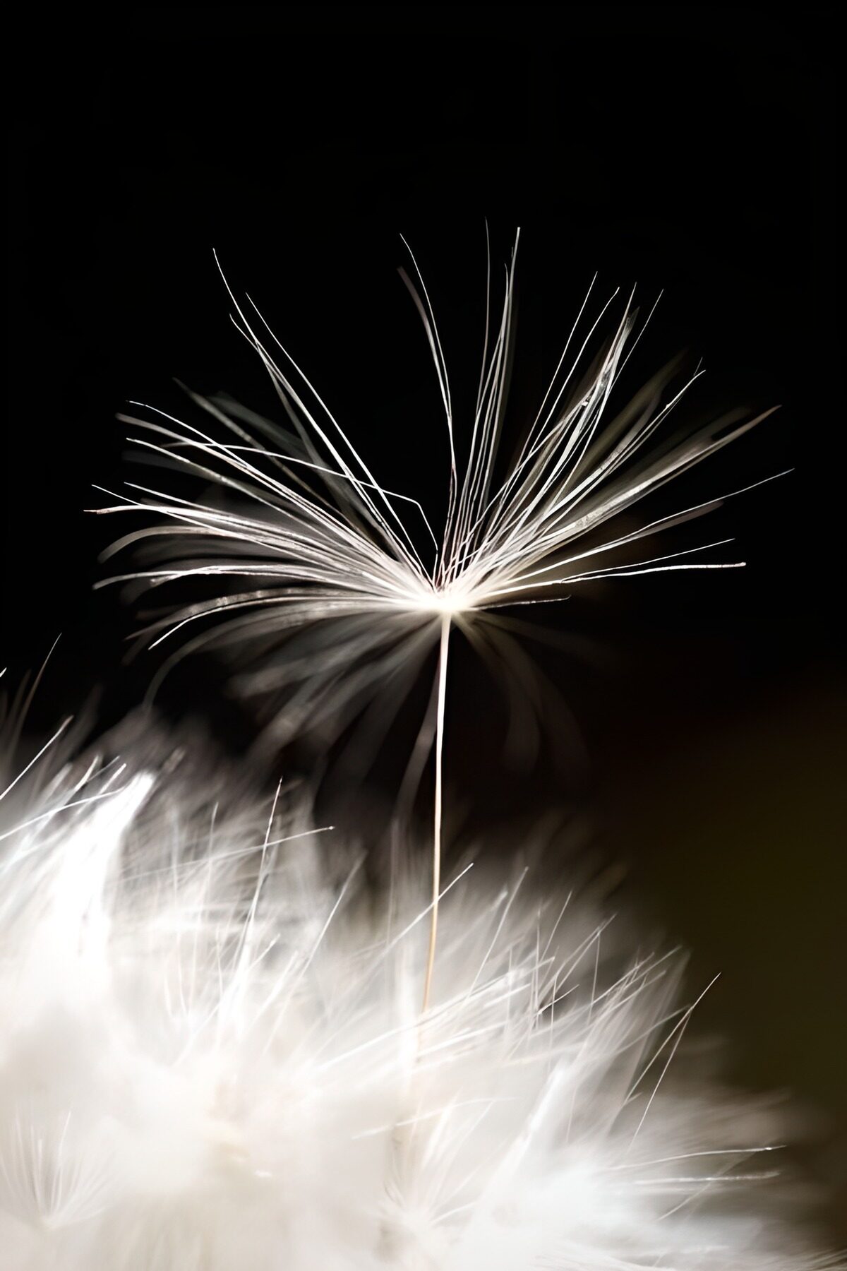 White seed fluff against black