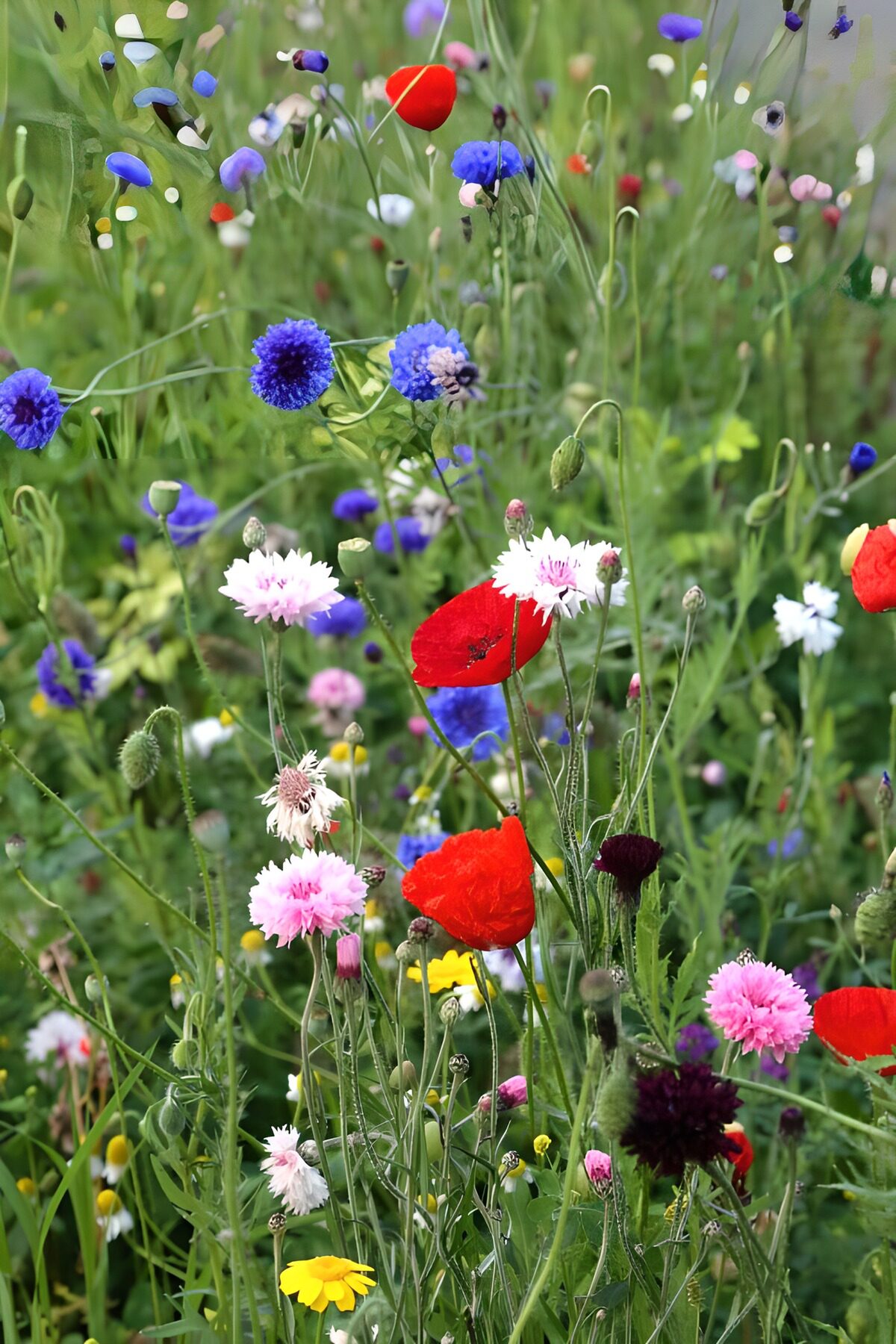 Poppies and cornflowers in summer colour