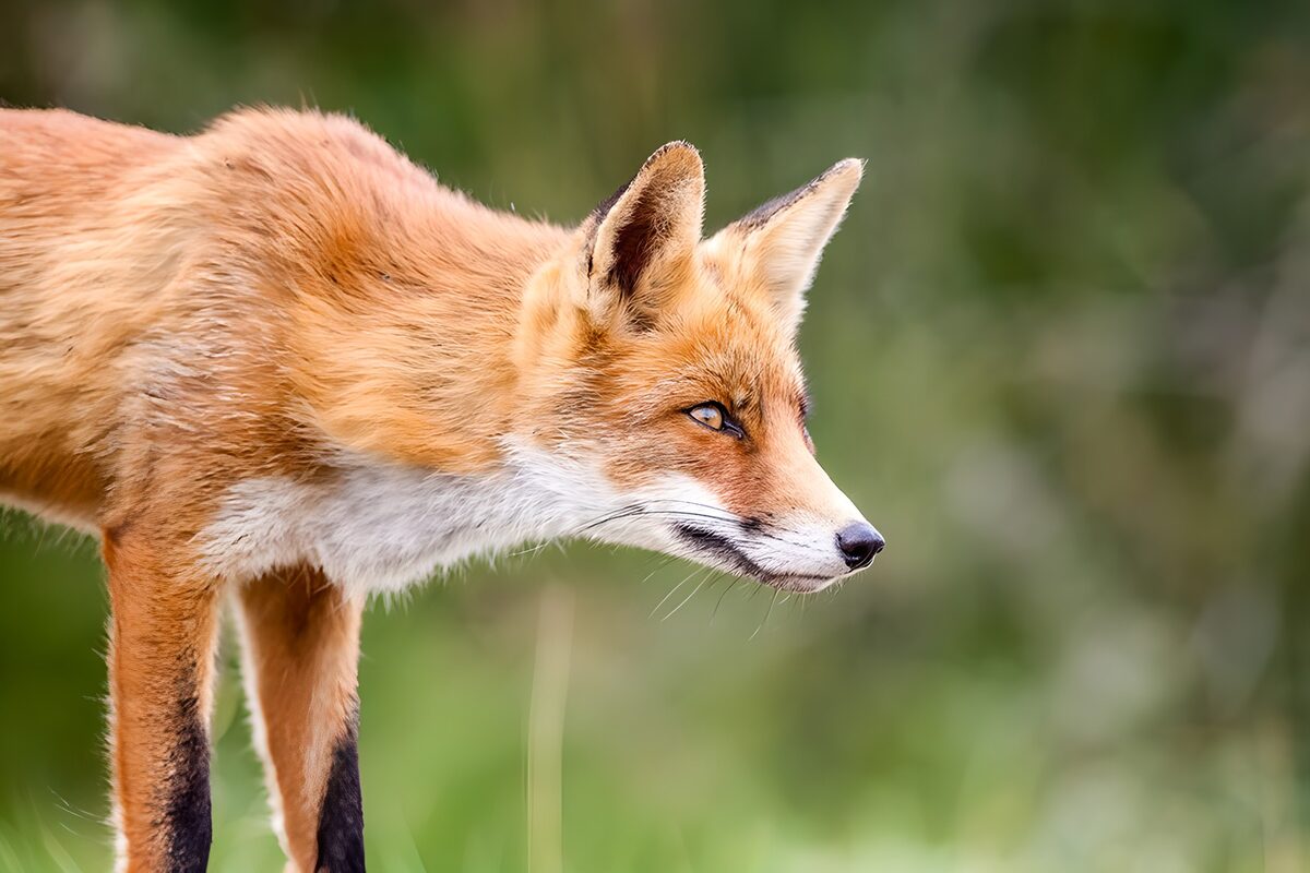 Red fox in alert profile