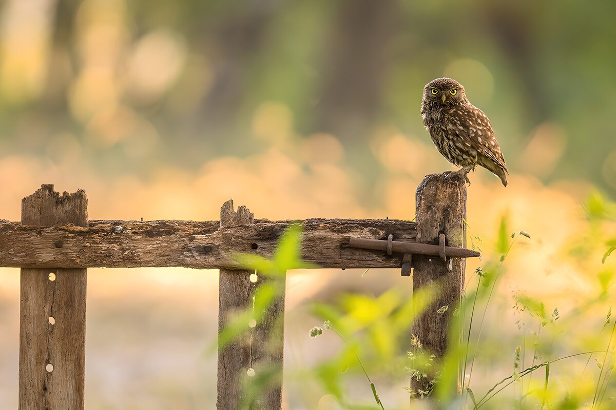 Little owl on a warmly lit wooden gate