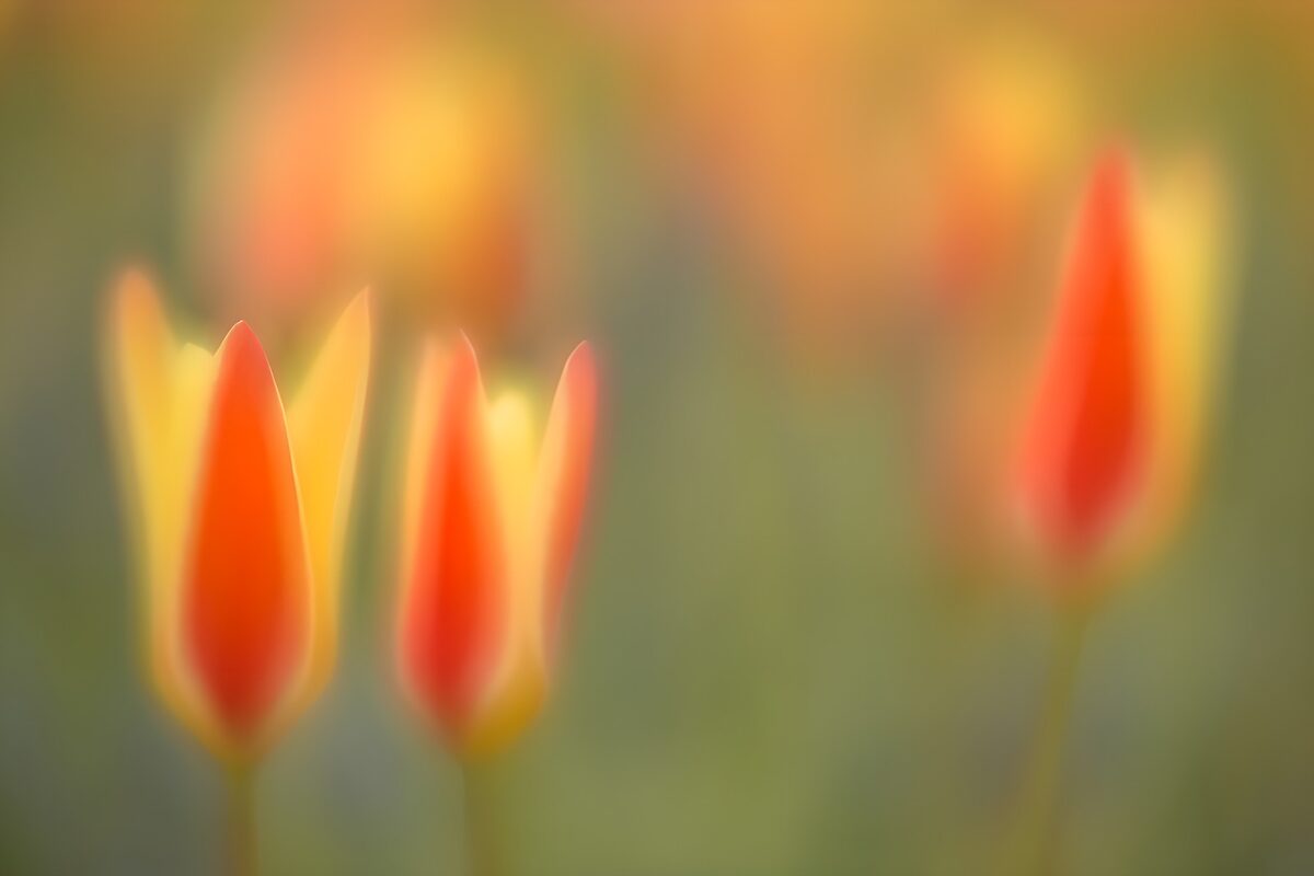 Red and yellow tulips in soft focus