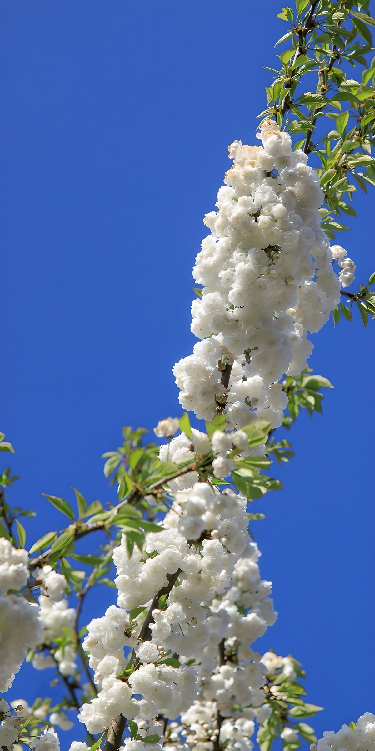 White blossom against a deep blue sky