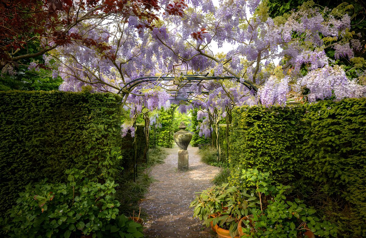 Wisteria arch over a quiet garden path