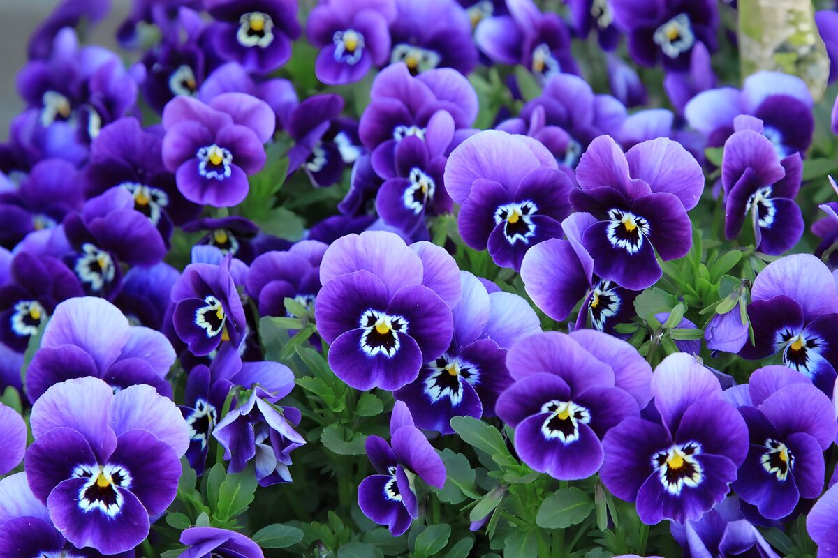 Purple and lilac pansies in full bloom