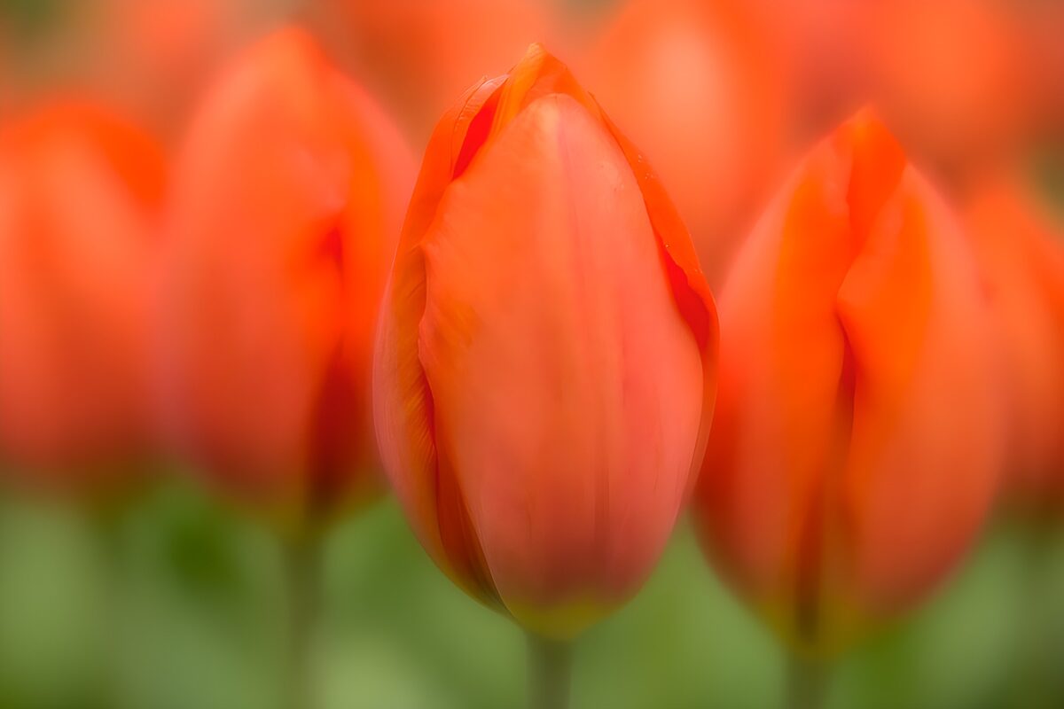 Orange tulip buds in soft focus