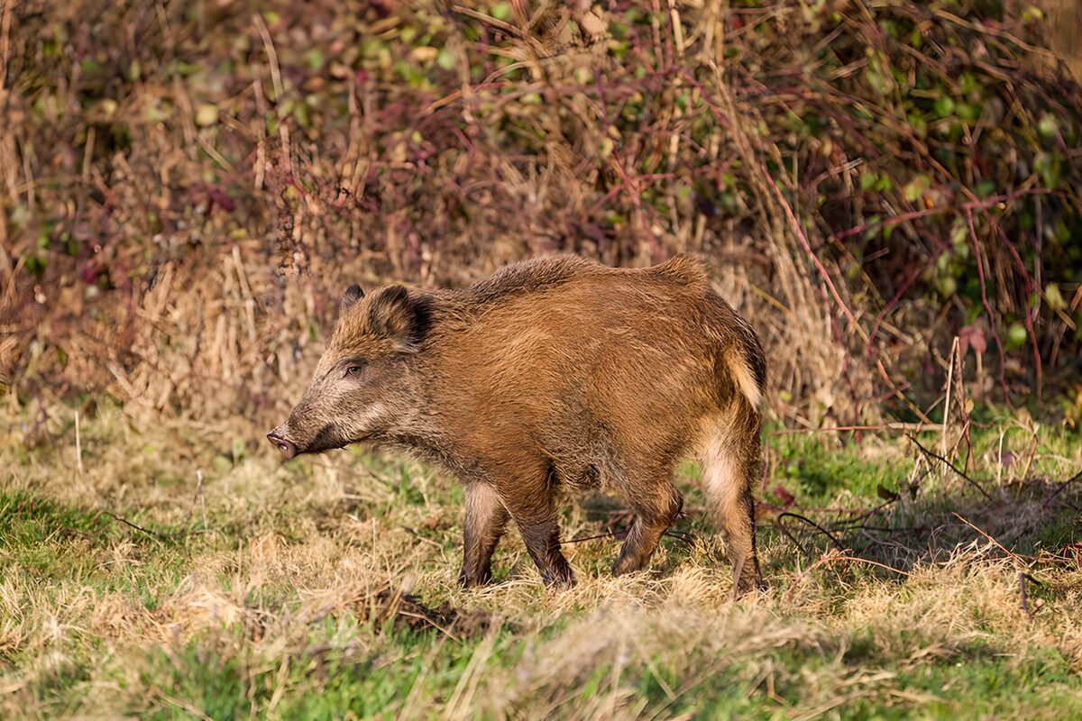 Wild boar in sunlit grass