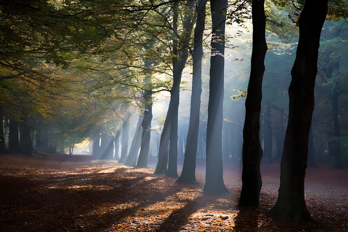 Sunbeams across an autumn forest path