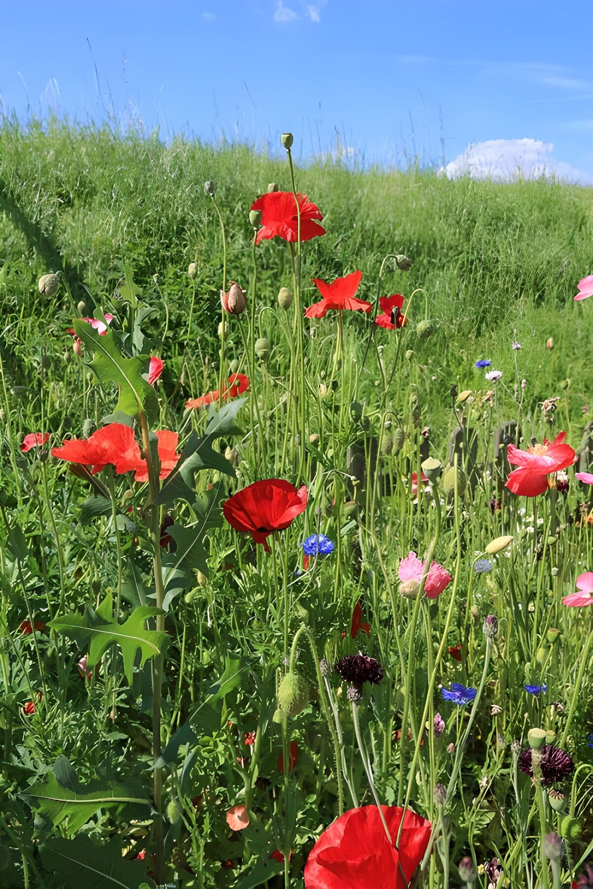 Sunlit meadow of poppies and cornflowers