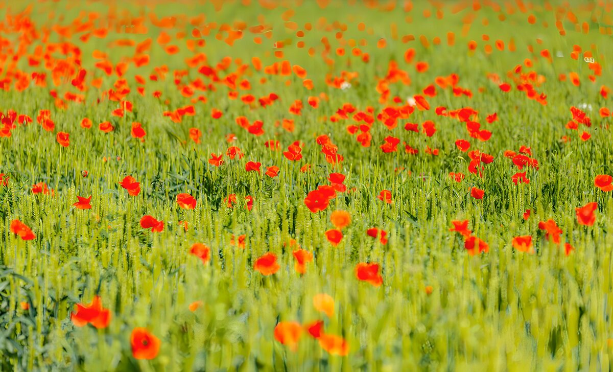Red poppies among lush green grain