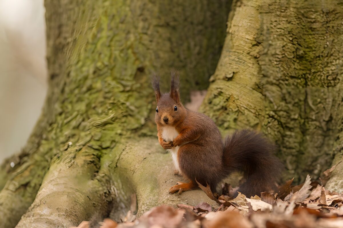 Red squirrel resting on a tree root