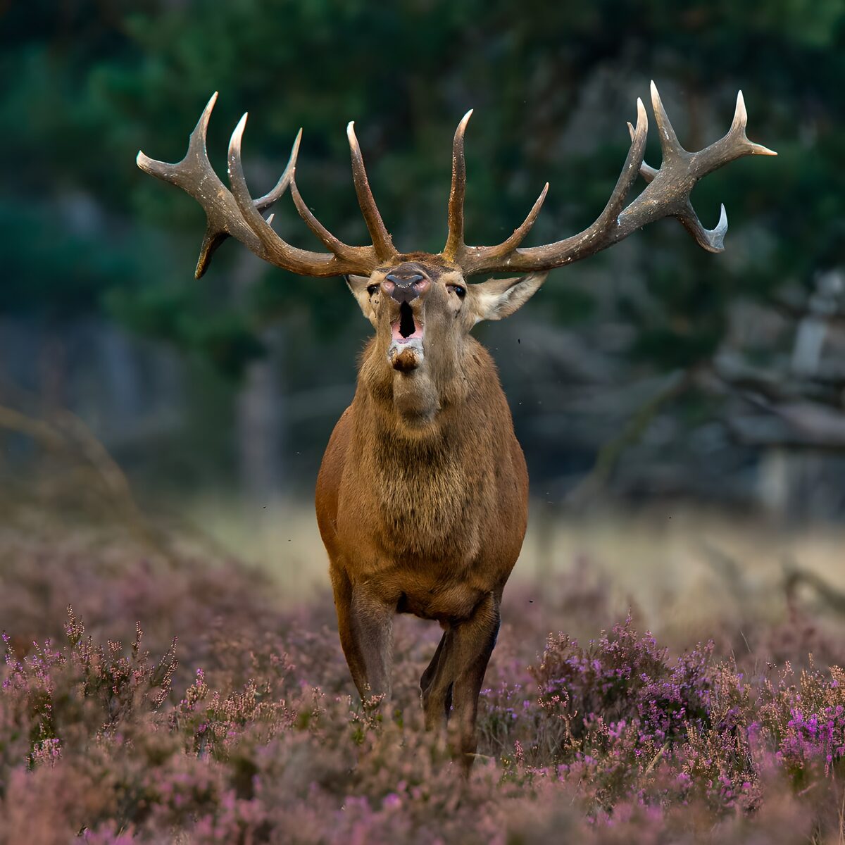 Red deer stag calling in pink heather