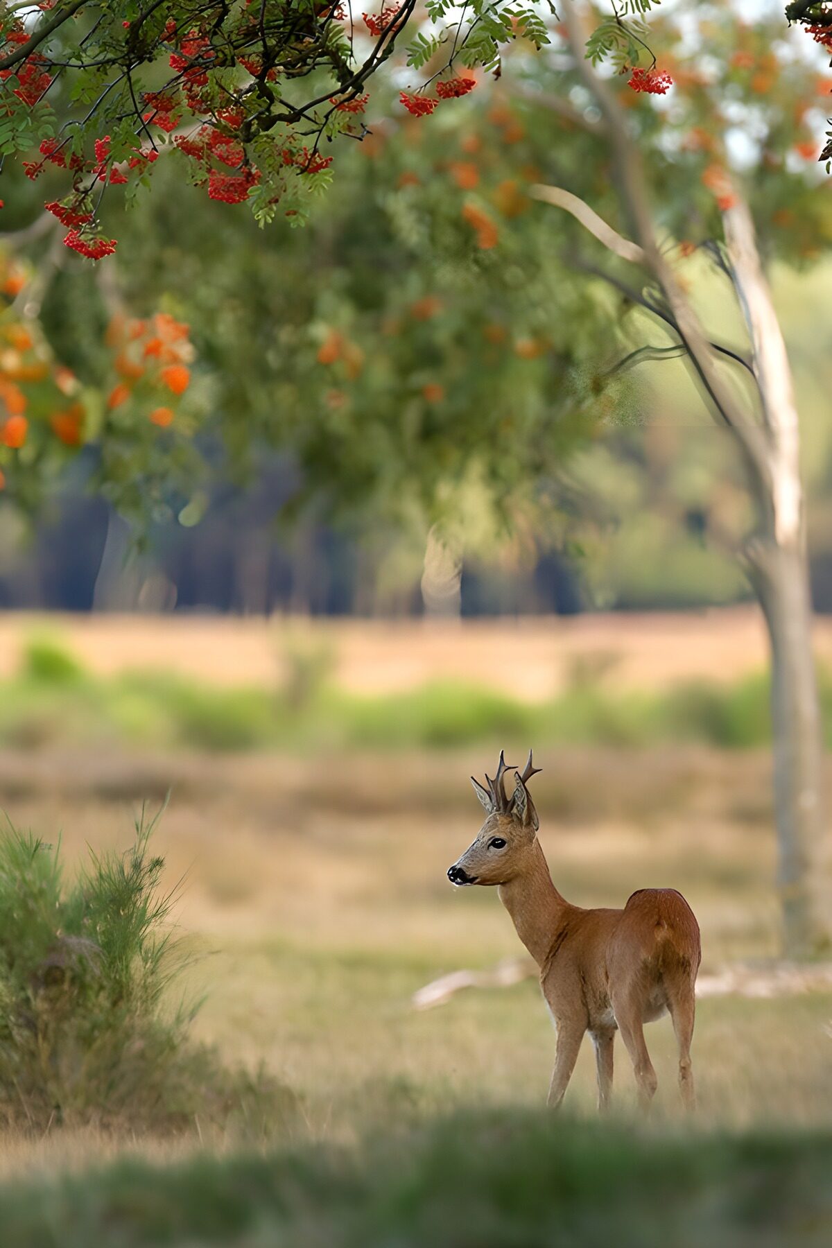 Roe deer beneath berry-laden branches