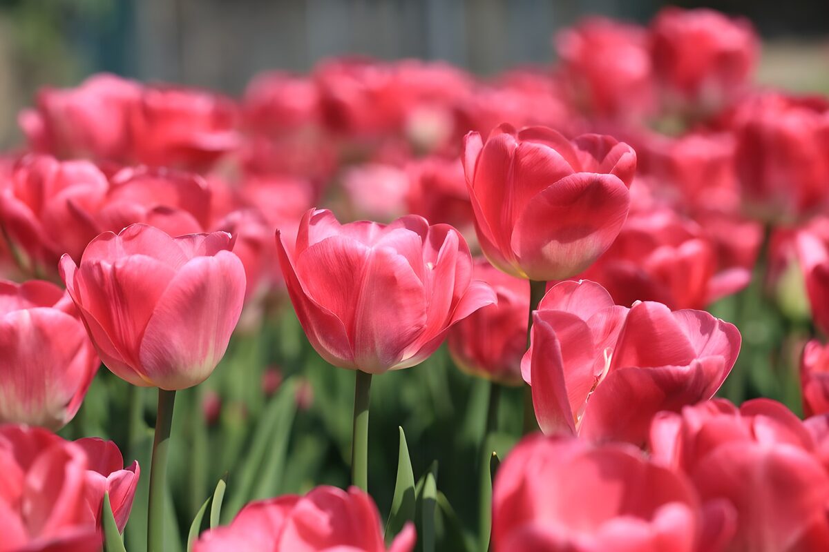 Pink tulips in spring sunshine