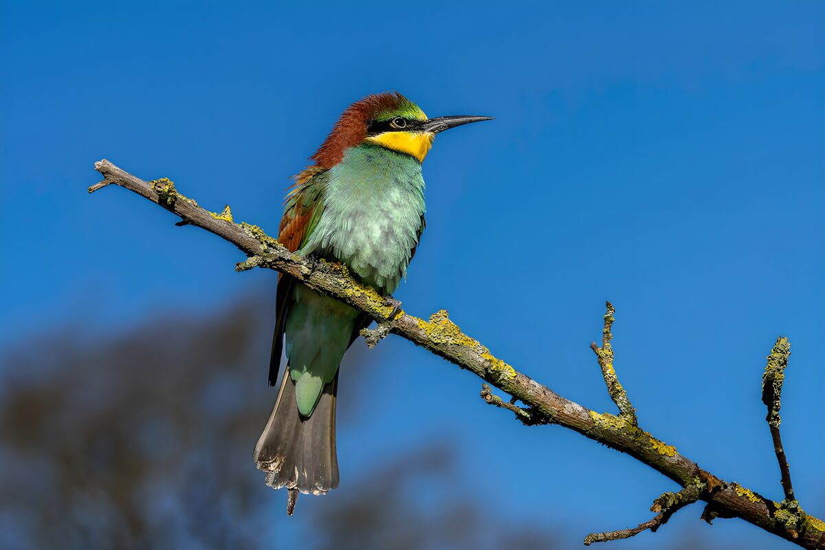 Bee-eater between branch and blue