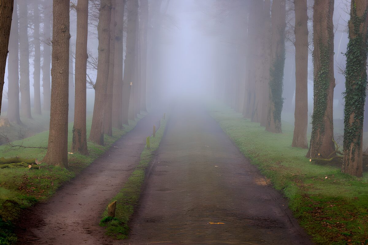Tree-lined road in thick fog
