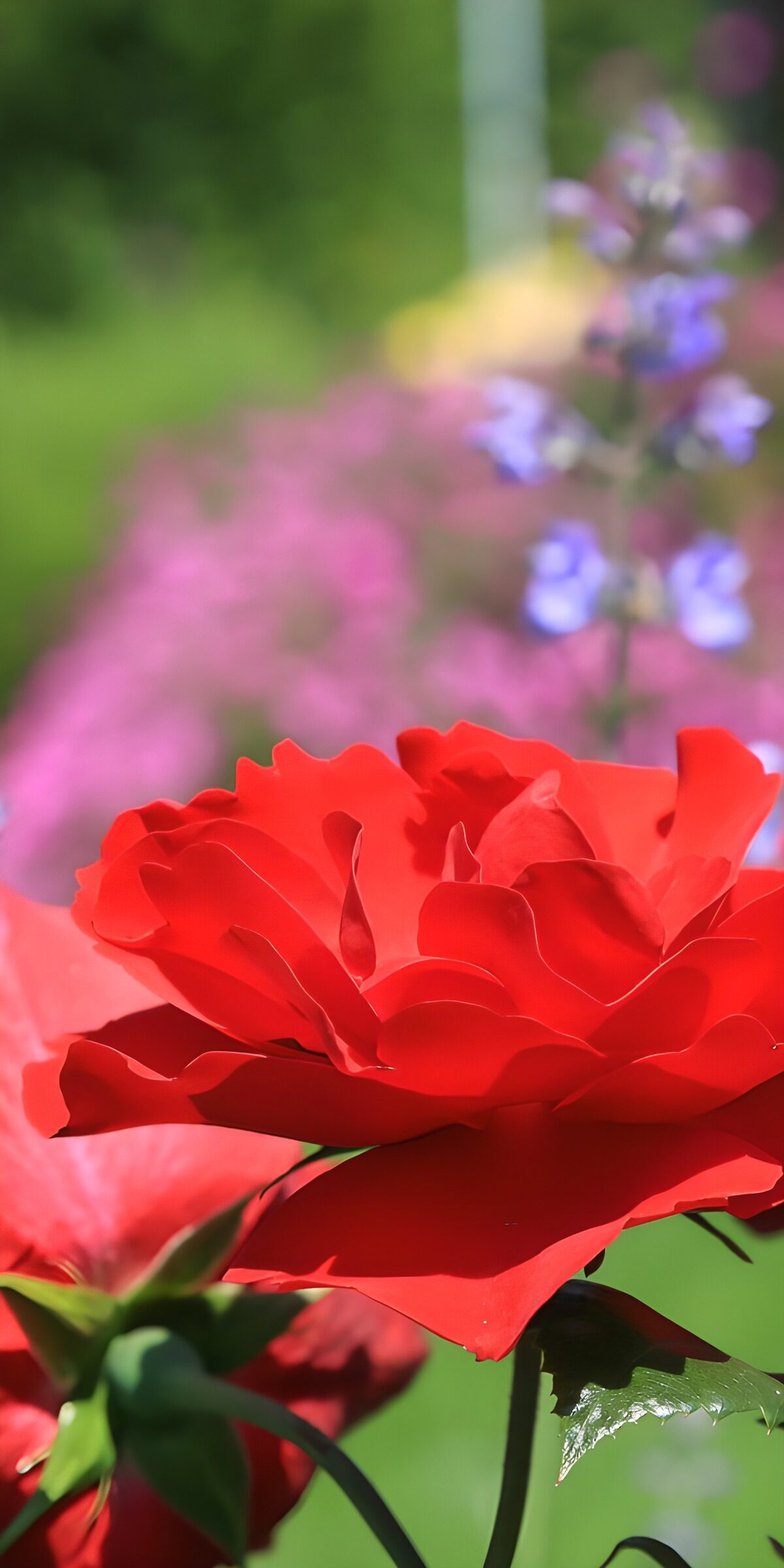 Sunlit red rose in full bloom