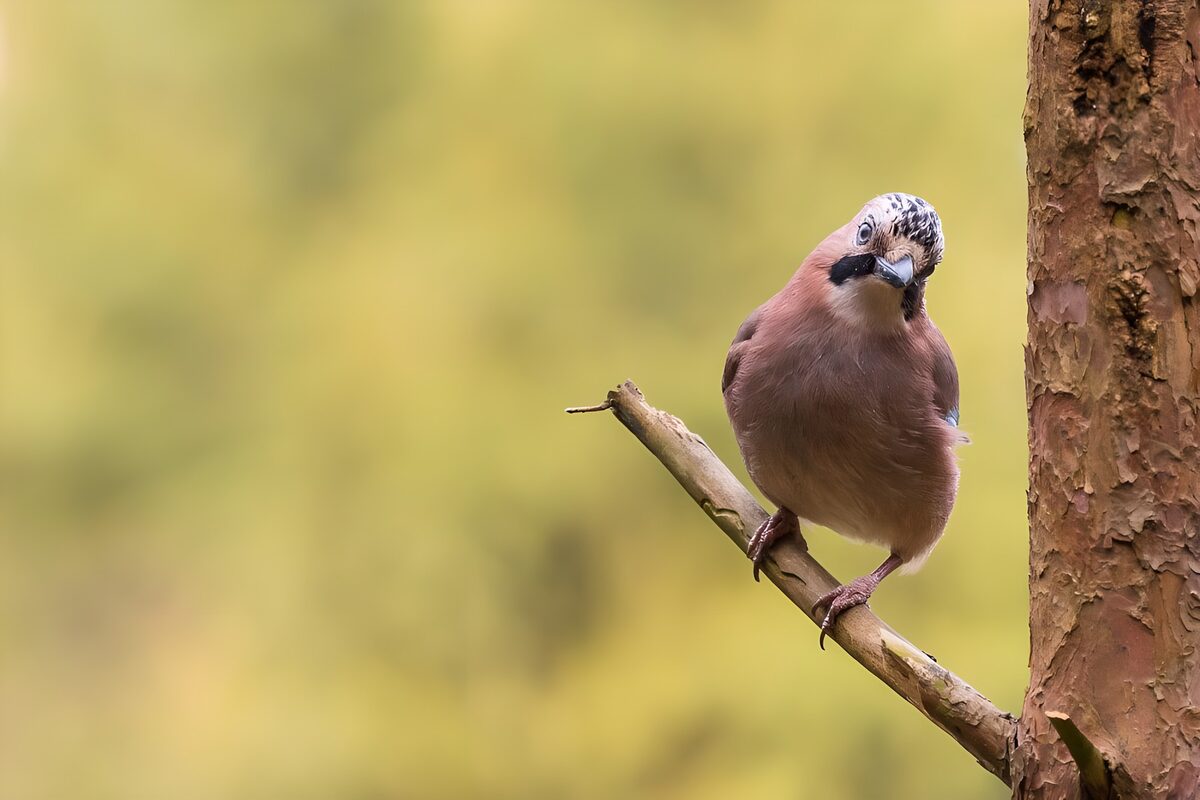Eurasian jay on a quiet perch