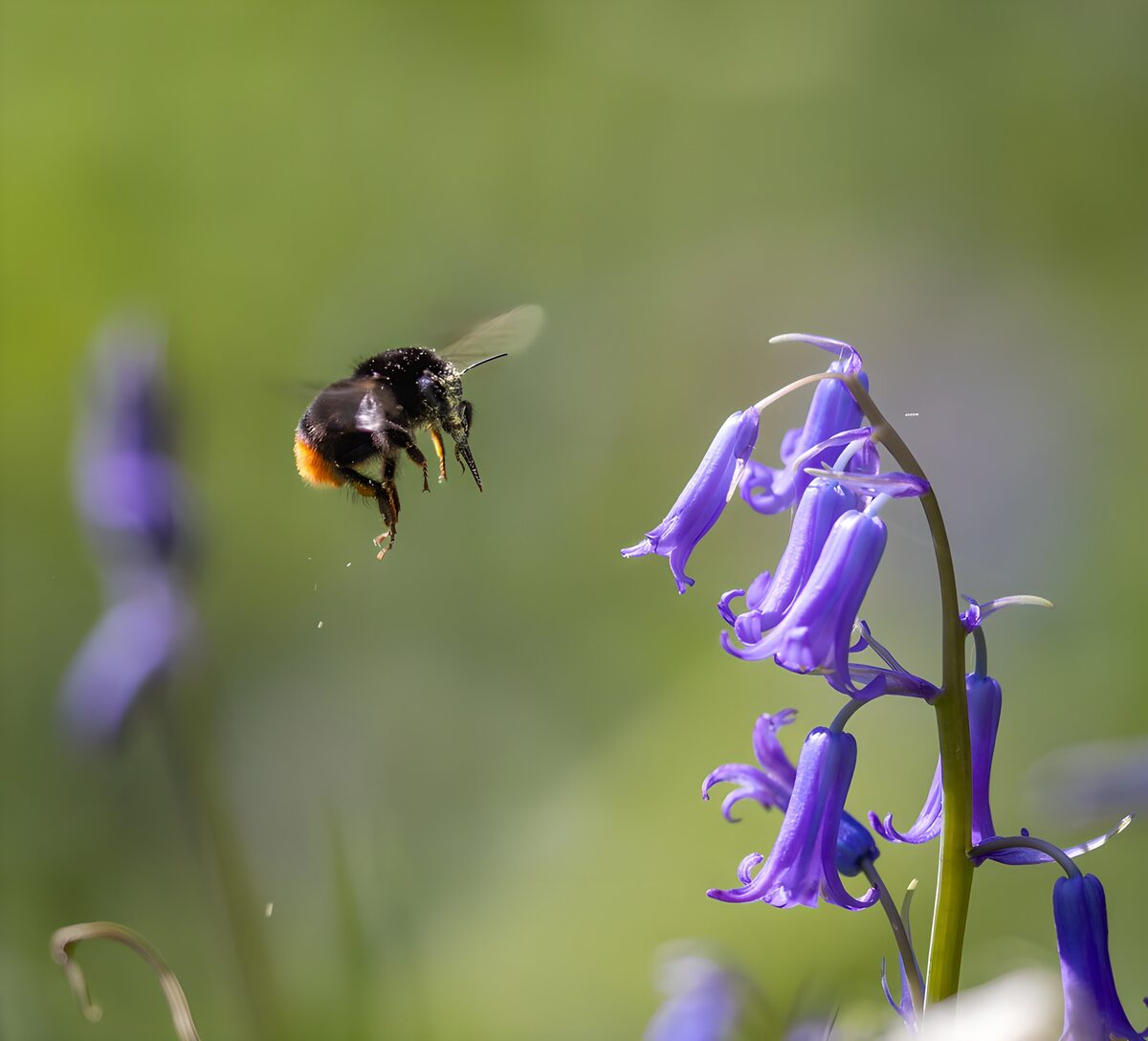 Bumblebee hovering by sunlit blue flowers