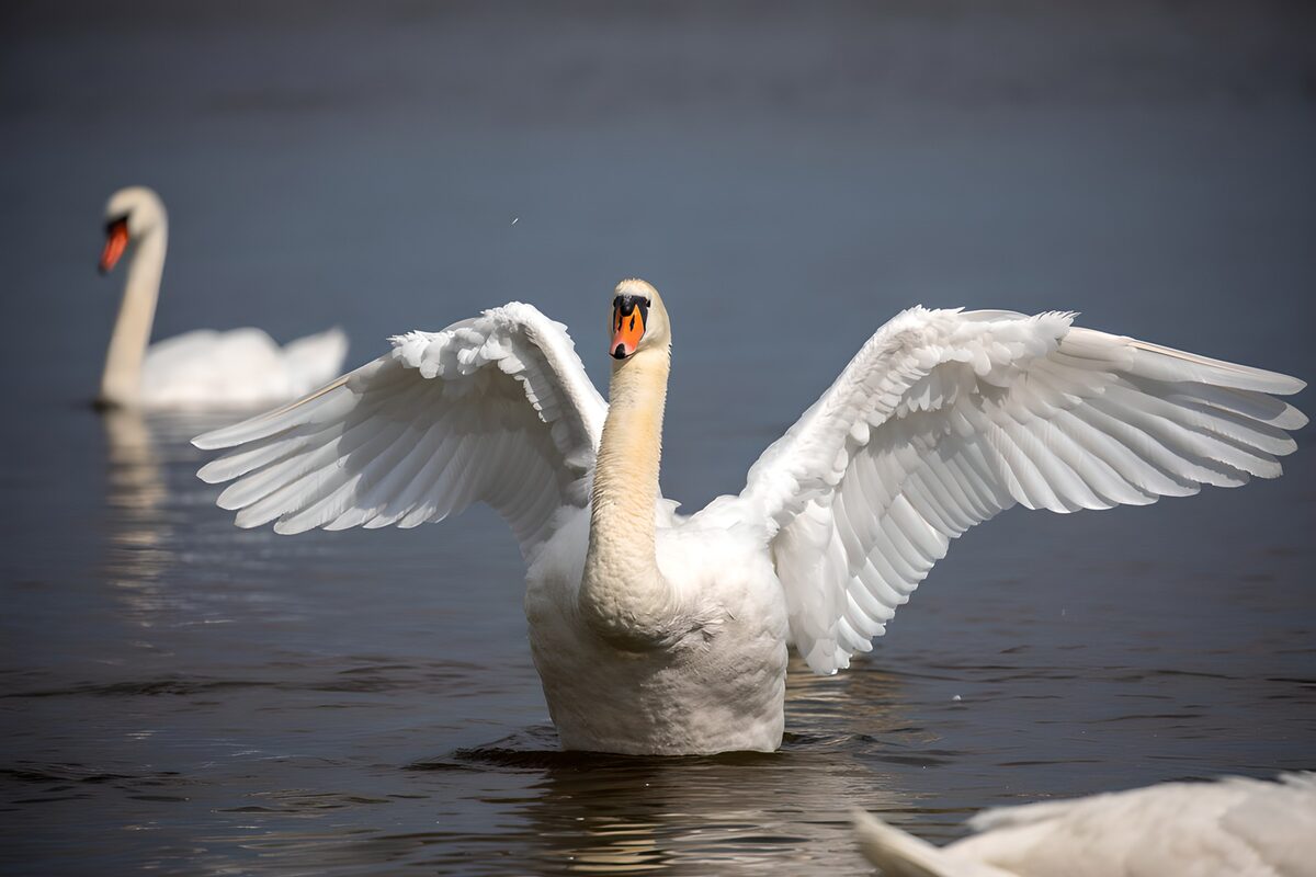 White swan with sunlit wings outstretched