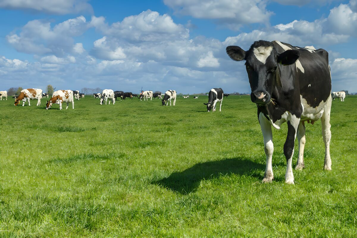 Black-and-white cow in a sunny pasture