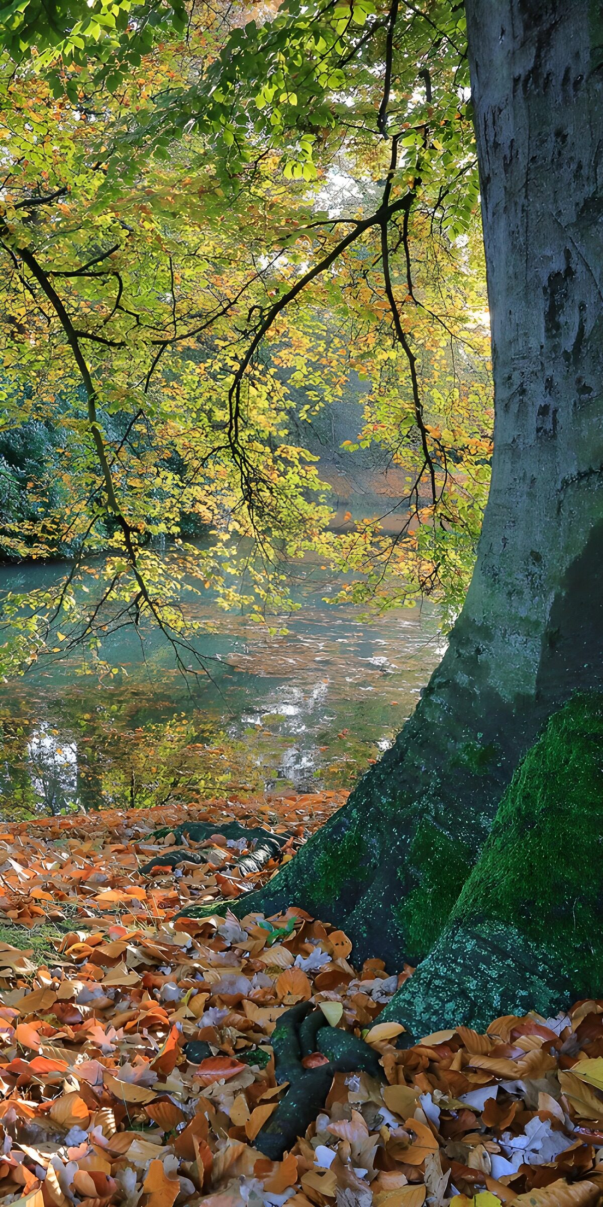 Autumn branches cradle quiet water