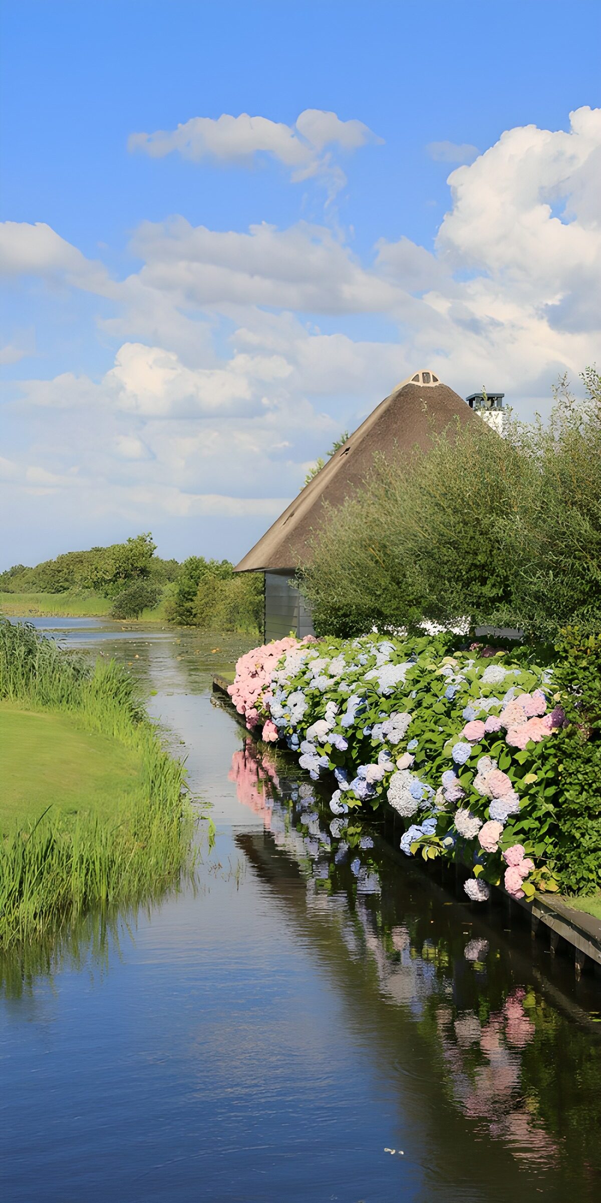 Summer hydrangeas beside a thatched house
