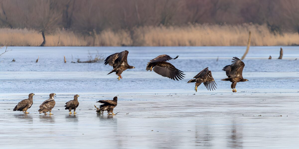 Eagles landing on a frozen lake