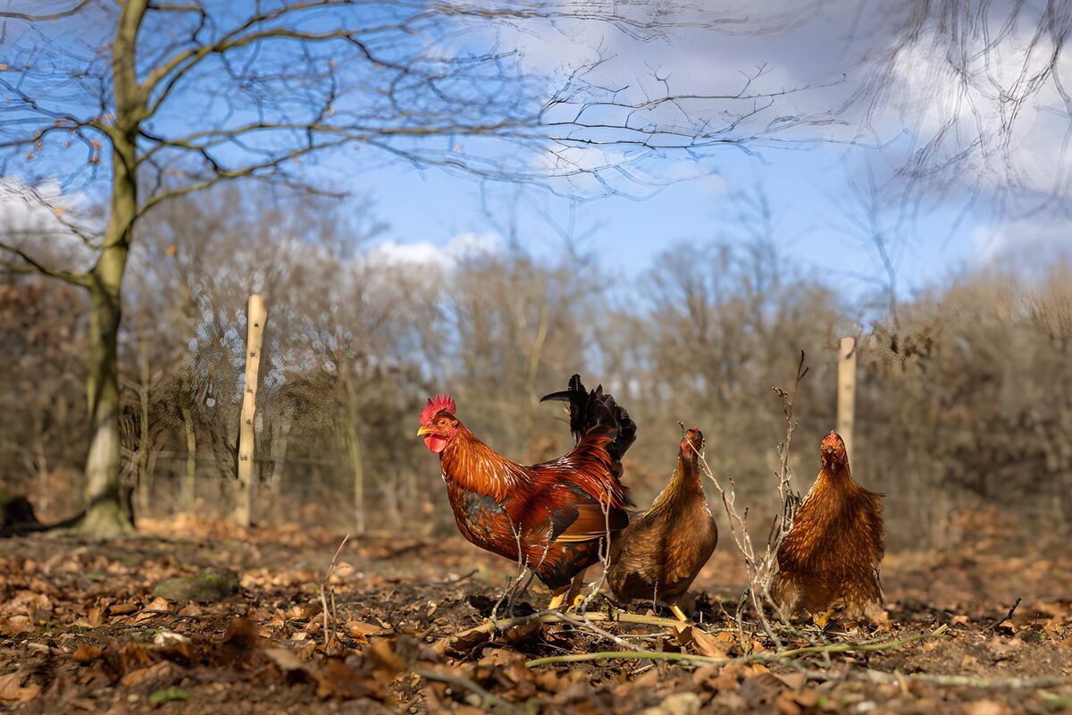 Cockerel and two hens among autumn leaves
