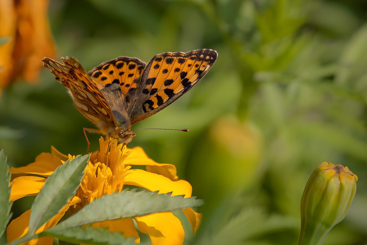 Orange butterfly on a sunlit flower