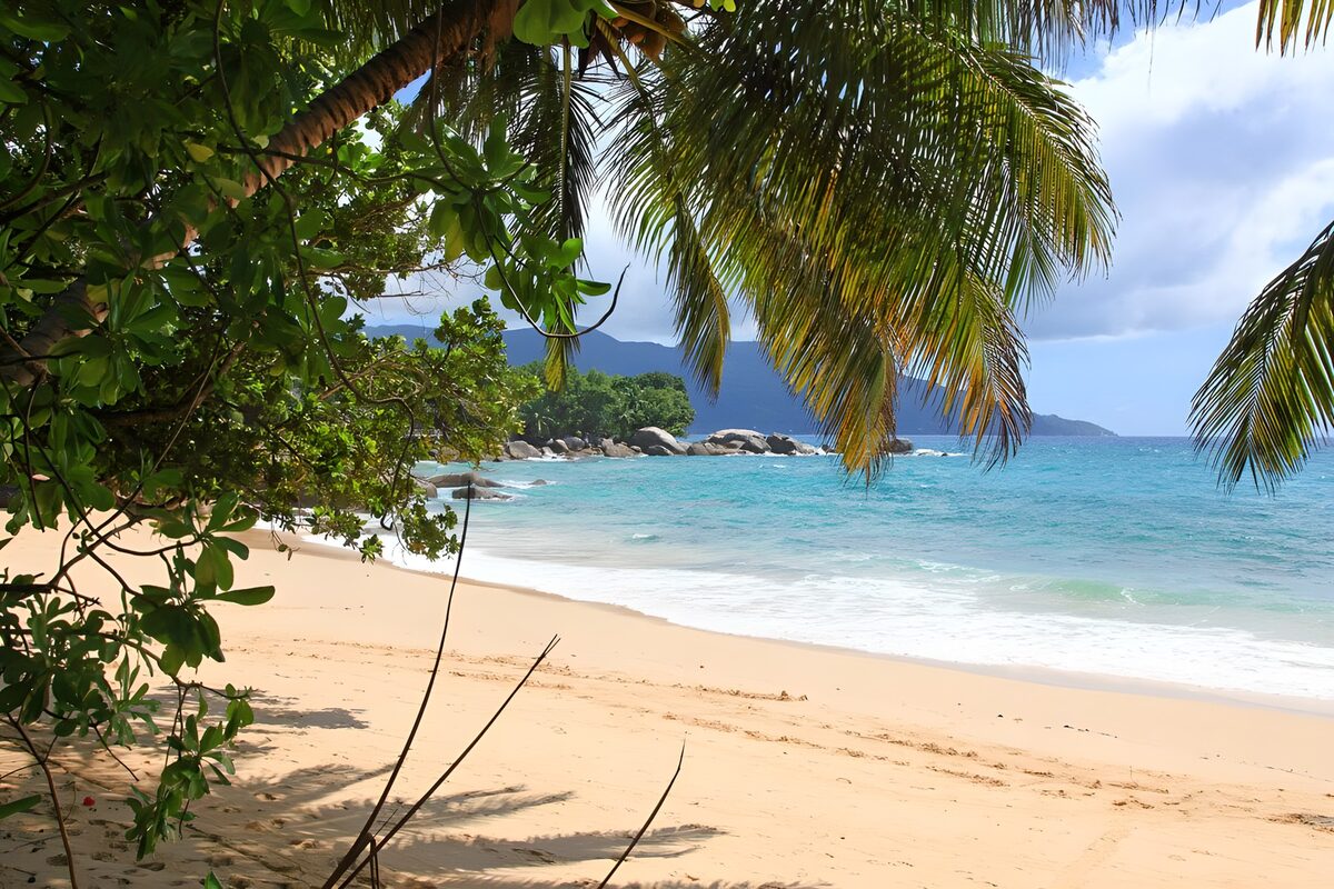 Turquoise waves on a palm-shaded beach