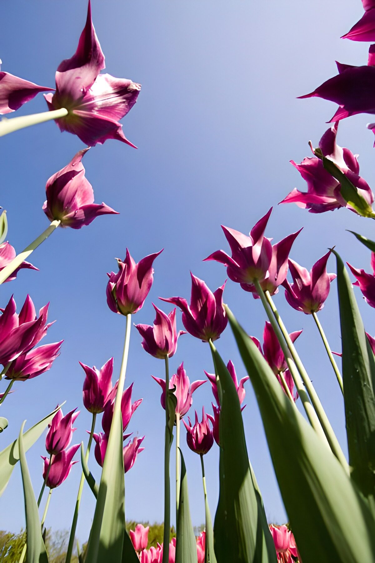 Pink and purple tulips against a blue sky