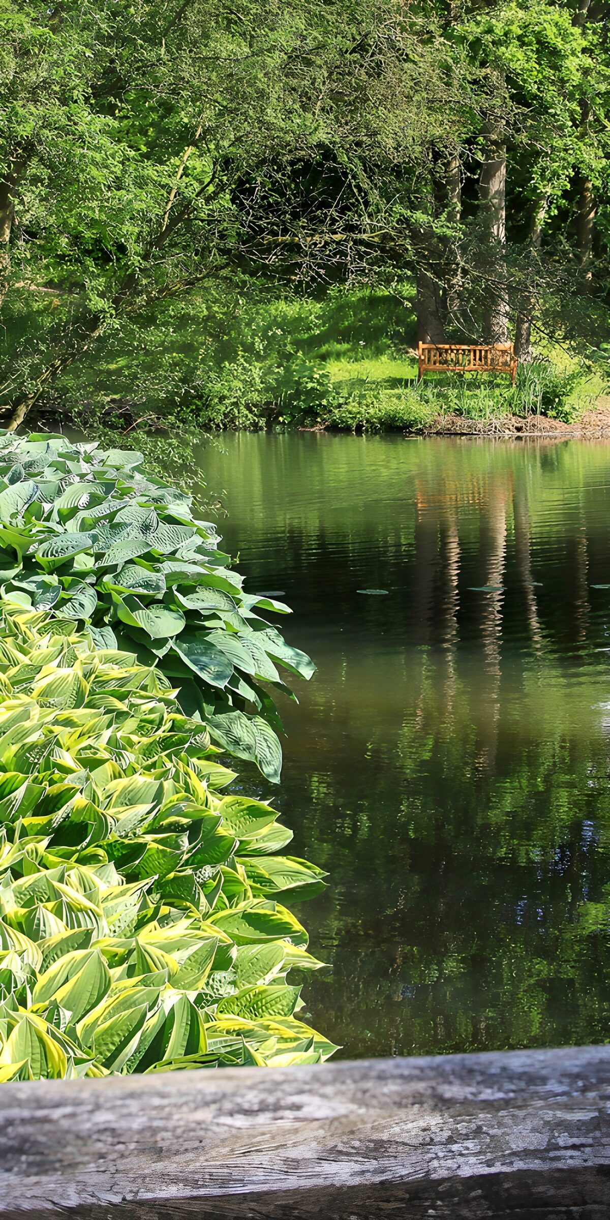 Garden pond with a bench in the shade