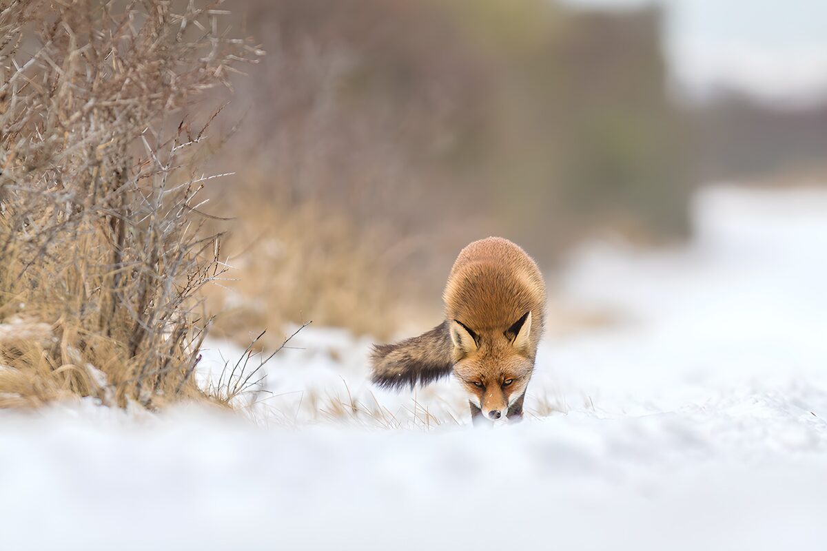 Red fox treading through soft snow
