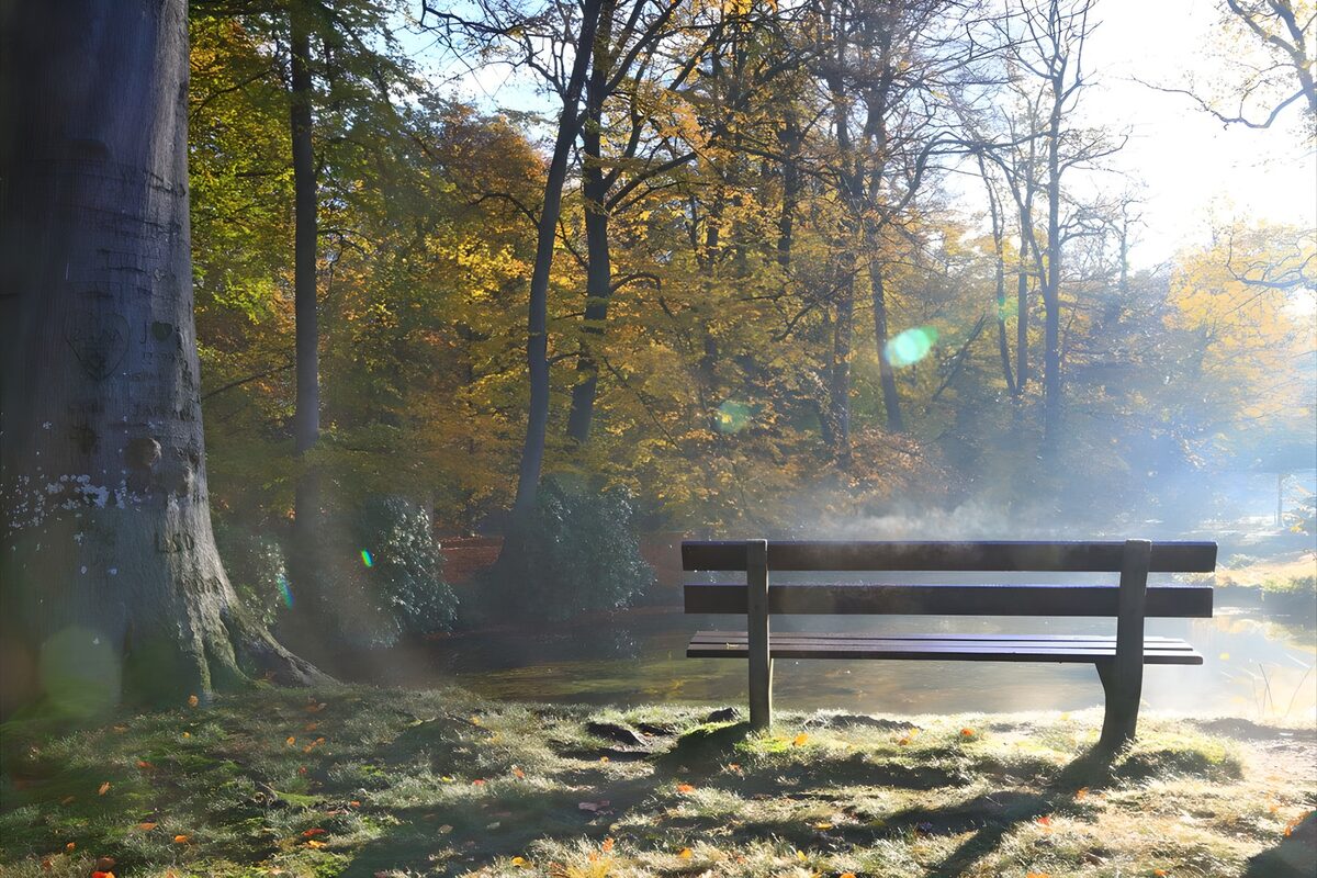 Park bench beside a misty autumn pond