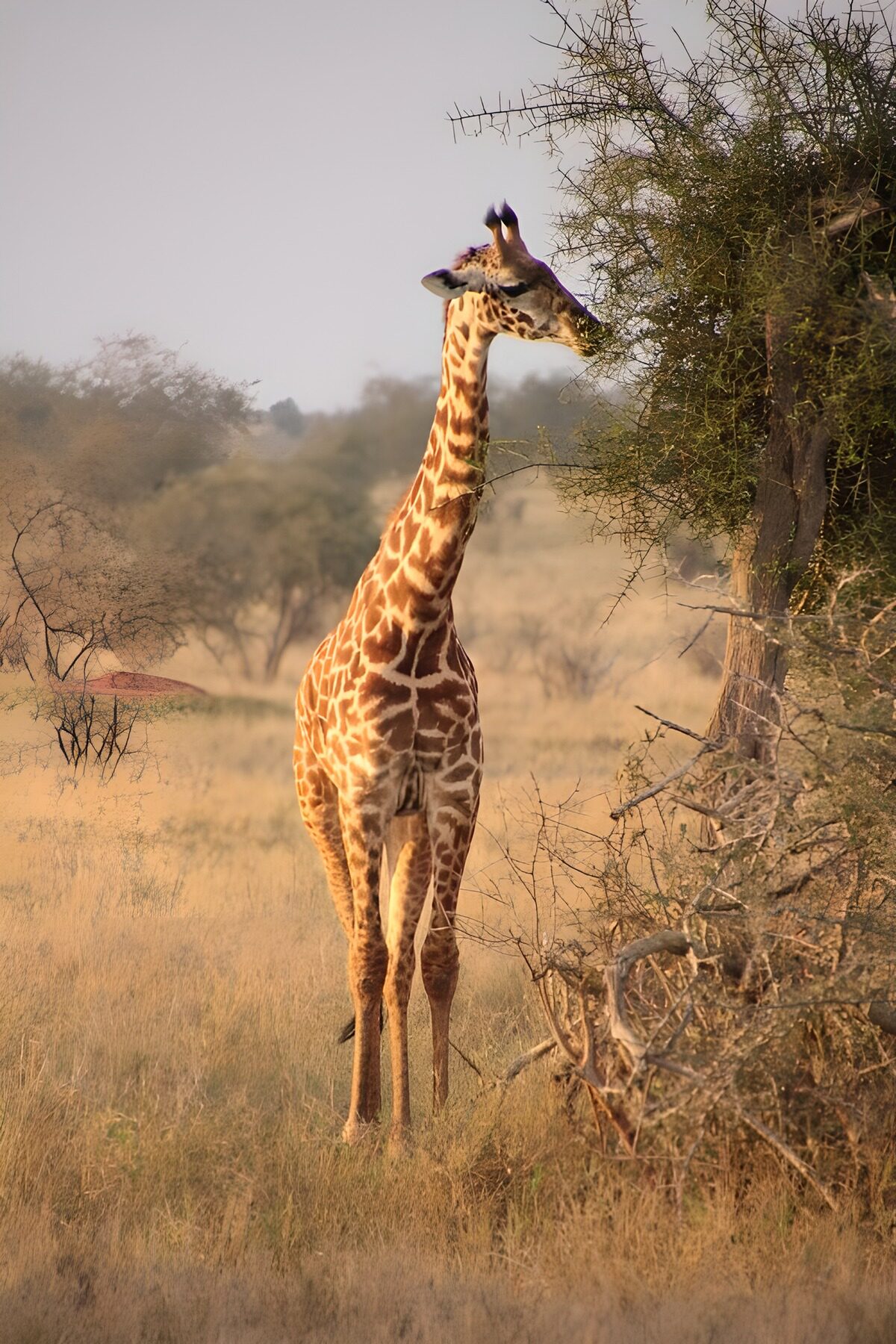 Giraffe browsing in warm daylight