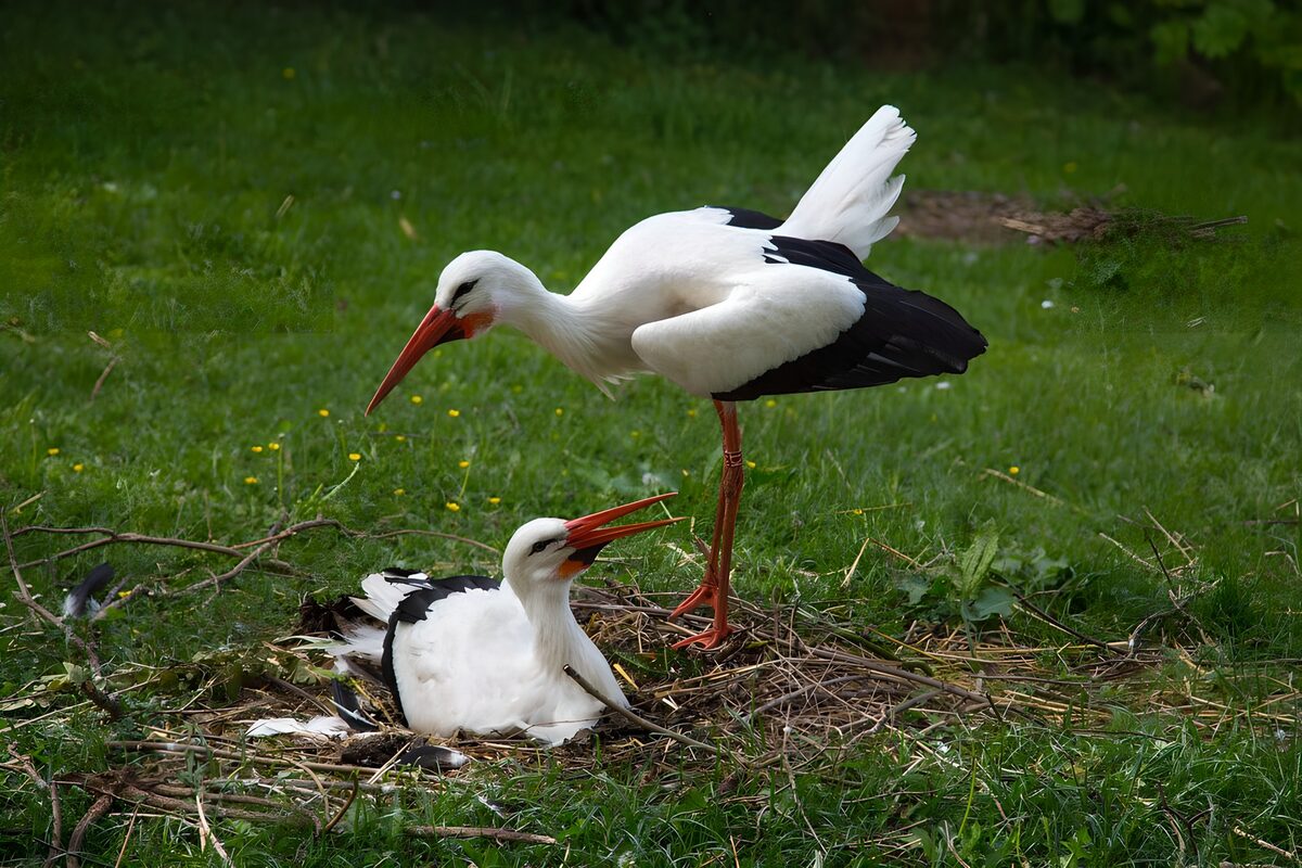 Two white storks at a grassy nest