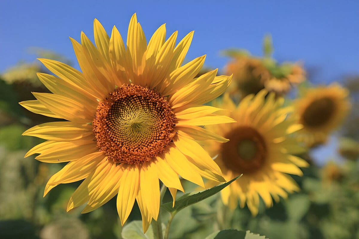 Yellow sunflower in summer light