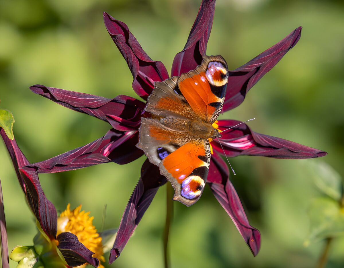 Peacock butterfly on sunlit burgundy petals