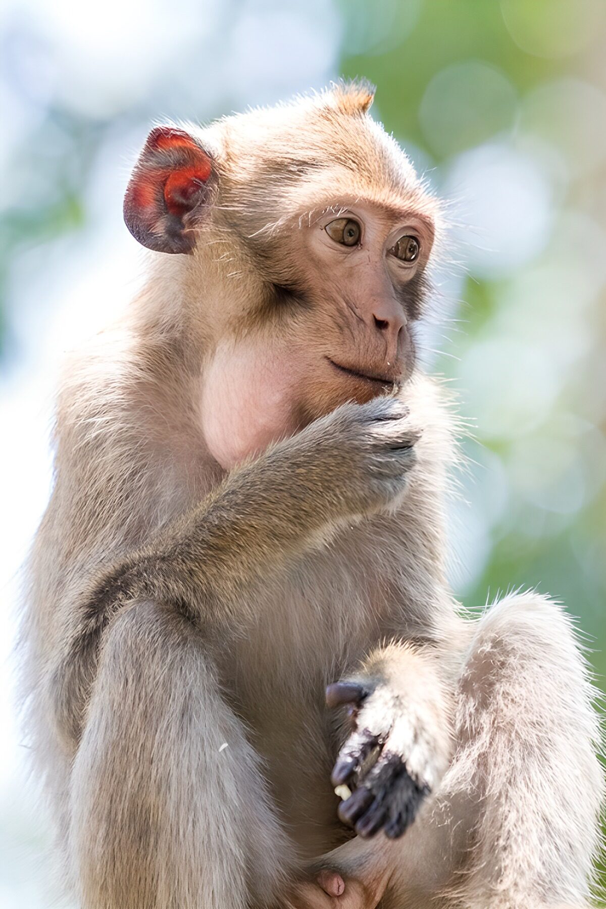 Young monkey in a quiet moment