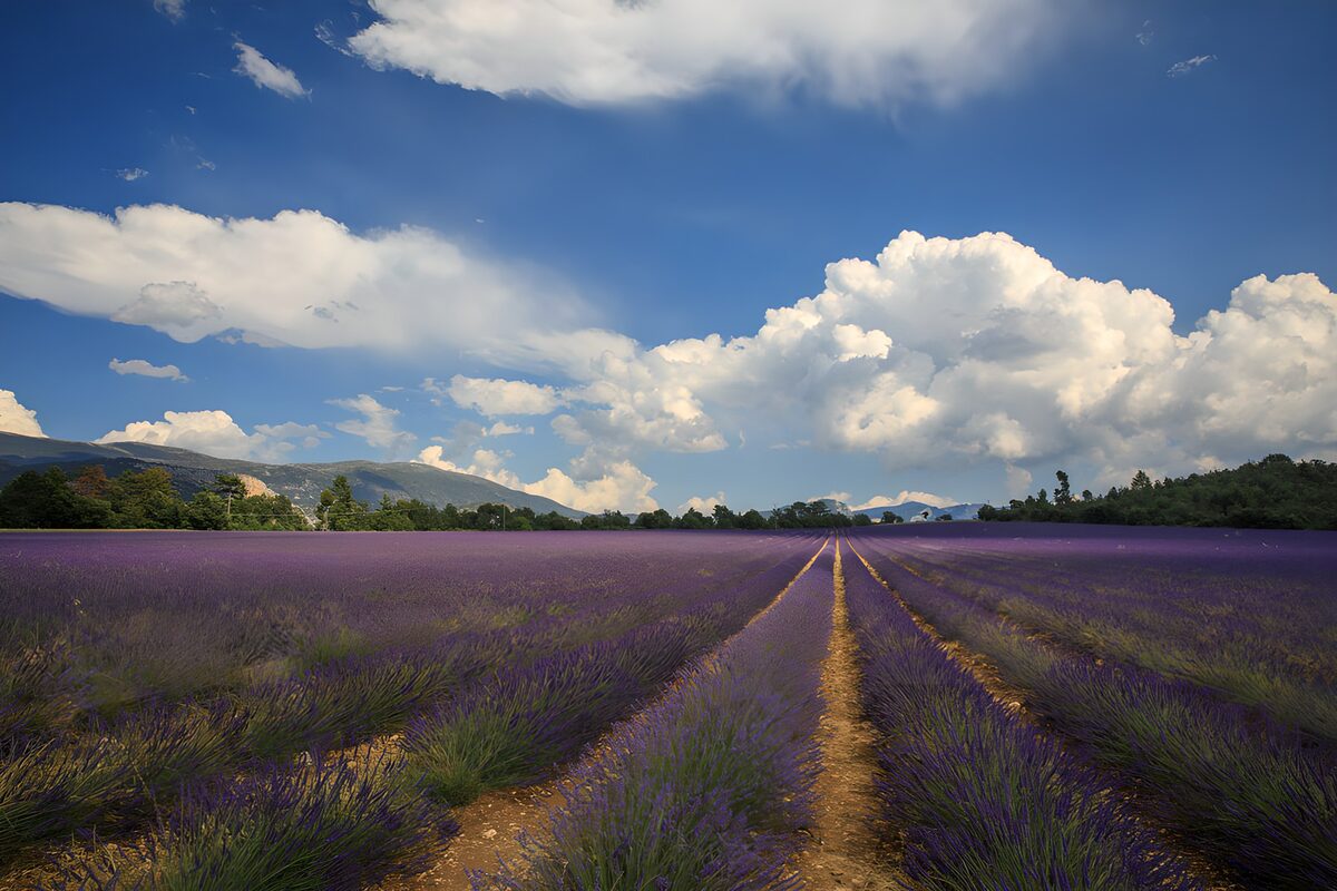 Lavender rows under a cloud-filled sky