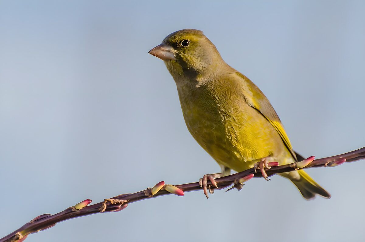 Greenfinch on a sunlit budding branch